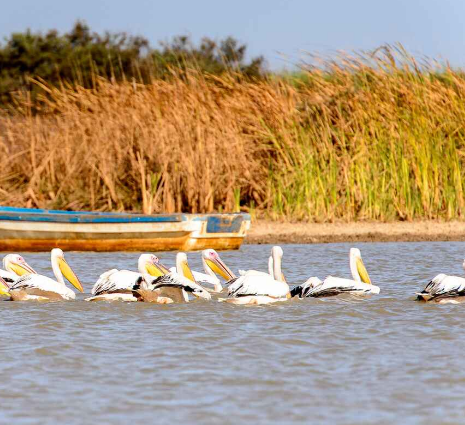 Le Parc National des Oiseaux du Djoudj