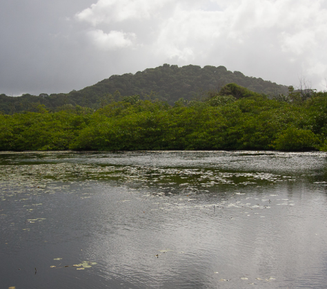 Les Lagunes saumâtres